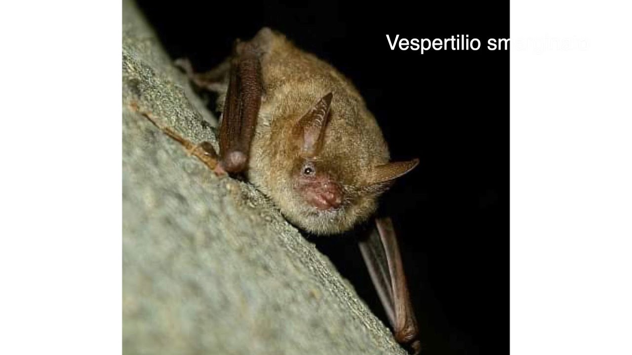 Una colonia di pipistrelli a Casalborgone