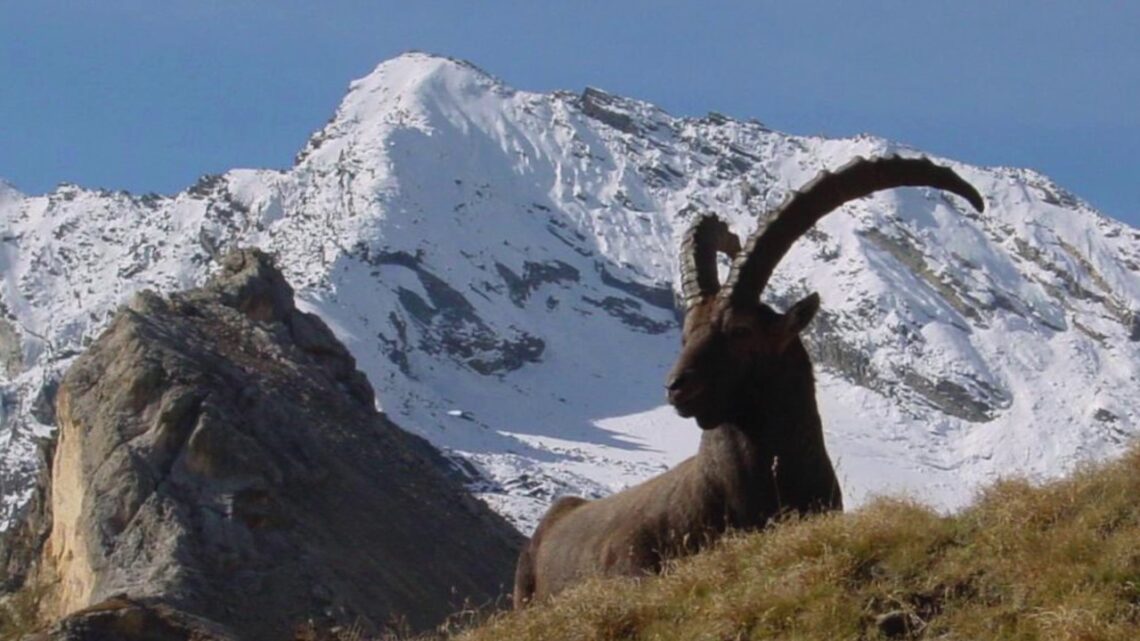 Alpini della Susa-"La Bergera"