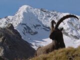 Alpini della Susa-"La Bergera"